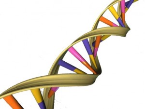 DNA_Double_Helix