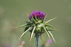 Dea Flower Plant Nature Purple Thistle