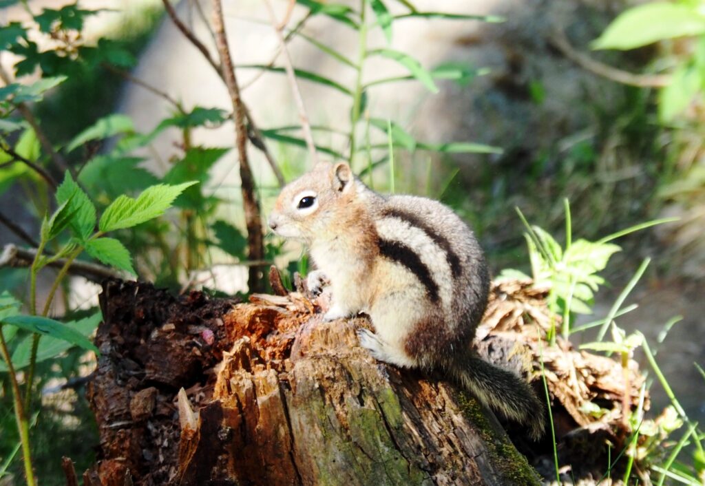 Photo by Andy Dawson Reid